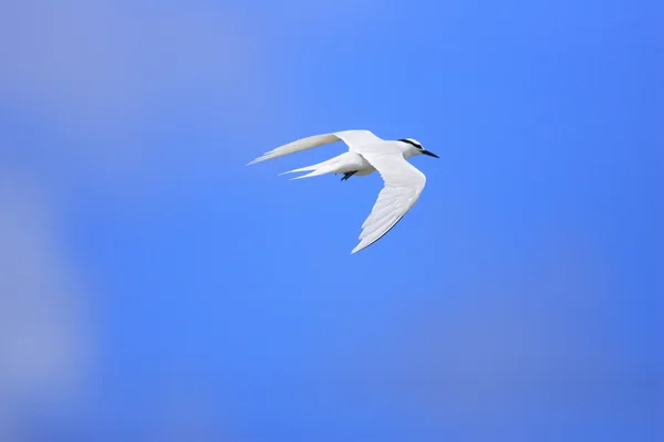 El Tern de Nuca Negra (Sterna sumatrana) en Japón —  Fotos de Stock