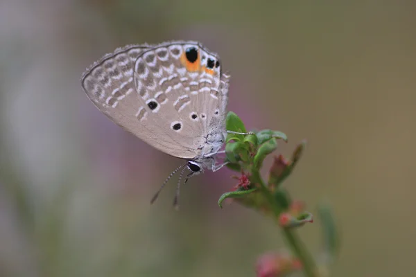 Plains Cupid (Chilades pandava) in Japan — Stock Photo, Image