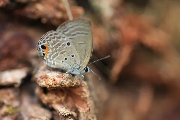 Slätterna Cupid (Chilades pandava) i Japan — Stockfoto