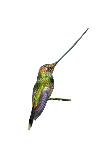 Sword-Billed Hummingbird (Ensifera ensifera) in Guango, Ecuador, South America — Stock Photo, Image