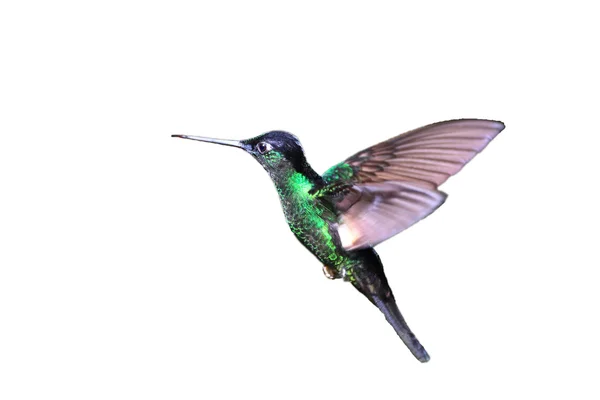 Buff-winged Starfrontlet (Coeligena lutetiae) in Yanacocha Resorve,Ecuador — Stock Photo, Image