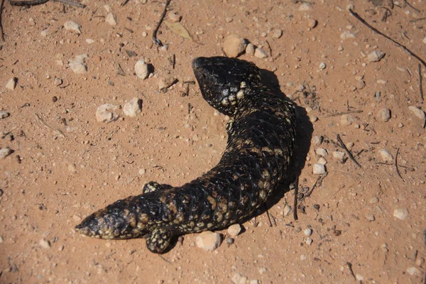 Shingleback, scinque à queue chauve (Trachydosaurus rugosus) en Australie — Photo