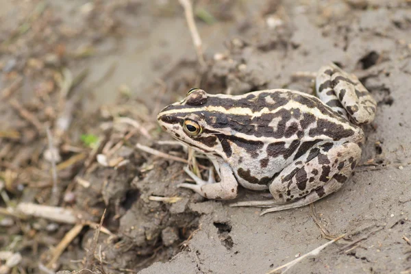 Černostrakatého Frog rybník nebo tmavě skvrnitý žába (Rana nigromaculata) v Japonsku — Stock fotografie