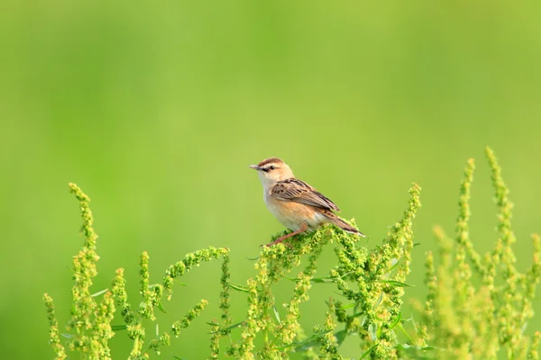 Zitting Cisticola または日本の縞ファンテイル ウグイス (Cisticola juncidis) 歌う男性 — ストック写真