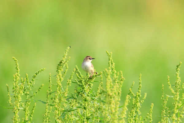 The Zitting Cisticola or Streaked Fantail Warbler (Cisticola juncidis) cantando macho en Japón — Foto de Stock