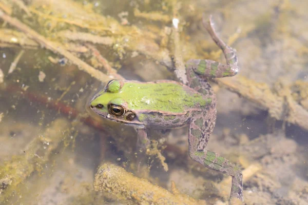 Daruma pond frog (Rana porosa brevipoda) in Japan — Stock Photo, Image