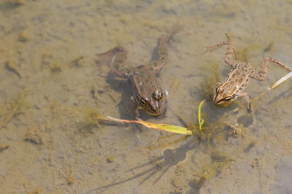 Японская лягушка (Rana porosa brevipoda) — стоковое фото