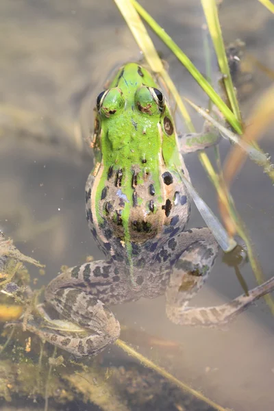 Daruma pond frog (Rana porosa brevipoda) in Japan — Stock Photo, Image
