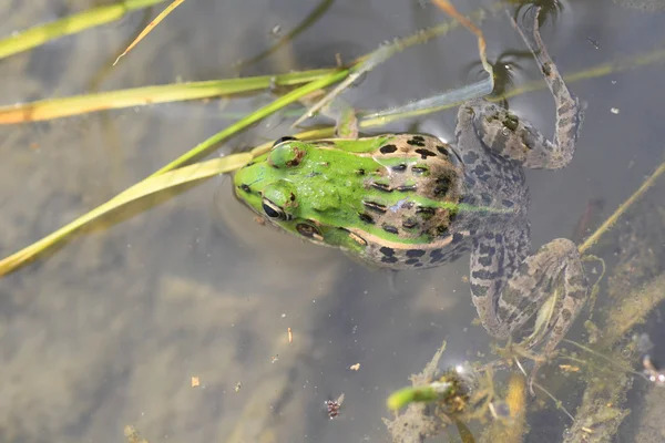 Японская лягушка (Rana porosa brevipoda) — стоковое фото