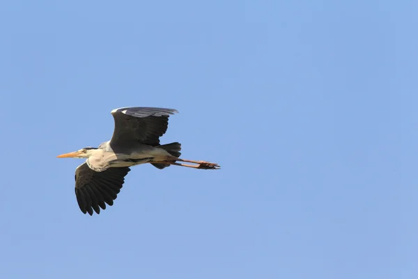 Blauwe reiger (Ardea cinerea) nesten in Japan — Stockfoto