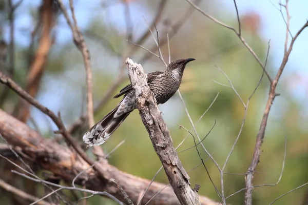 Malý Wattlebird (Anthochaera chrysoptera) v Sydney — Stock fotografie