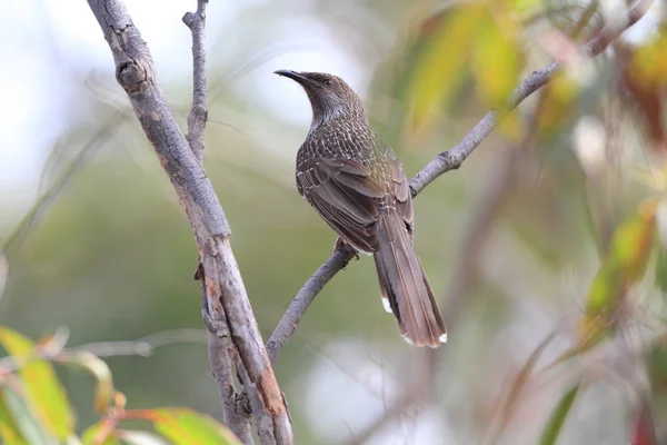 Kleine Wattlebird (Anthochaera chrysoptera) in Sydney — Stockfoto