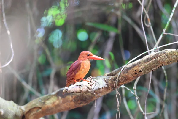 Colorful red Kingfisher, male Ruddy Kingfisher (Halcyon coromanda), on a branch — Stock Photo, Image