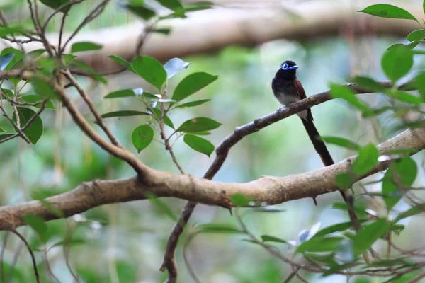 Japanese Paradise Flycatcher. This image was taken in Okinawa Prefecture, Japan — Stock Photo, Image