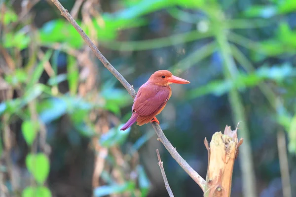 Colorful red Kingfisher, male Ruddy Kingfisher (Halcyon coromanda), on a branch — Stock Photo, Image