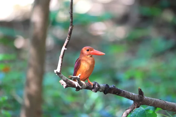 Kleurrijke rode kingfisher, mannelijke rossig kingfisher (halcyon coromanda), op een tak — Stockfoto