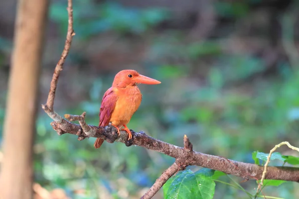 Farbenfroher roter Eisvogel, männlicher Roter Eisvogel (halcyon coromanda), auf einem Zweig — Stockfoto