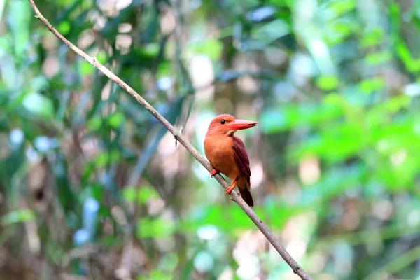 Farbenfroher roter Eisvogel, männlicher Roter Eisvogel (halcyon coromanda), auf einem Zweig — Stockfoto