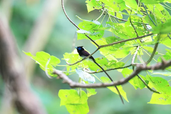 Japanese Paradise Flycatcher. This image was taken in Okinawa Prefecture, Japan — Stock Photo, Image