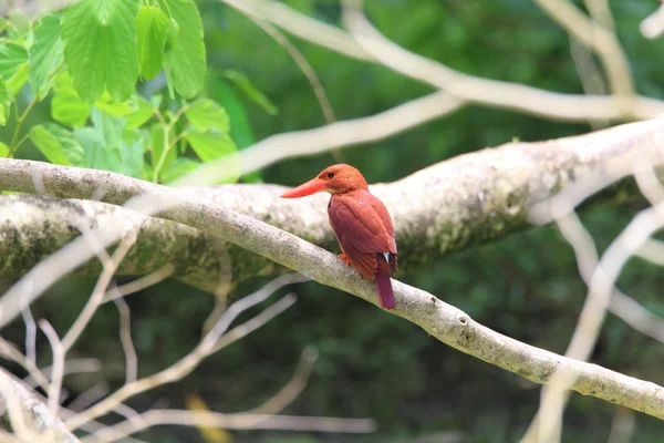 Kleurrijke rode kingfisher, mannelijke rossig kingfisher (halcyon coromanda), op een tak — Stockfoto