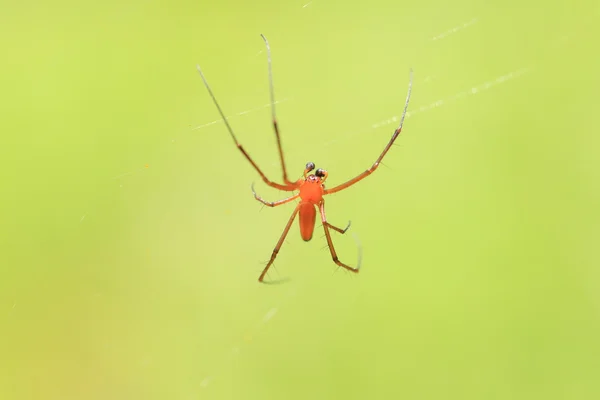 Nephila pilipes araignée au Japon — Photo