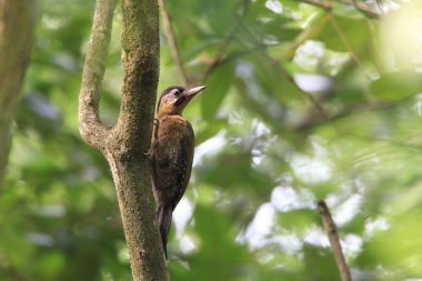 Malezya bağcıklı ağaçkakan (Picus vittatus)