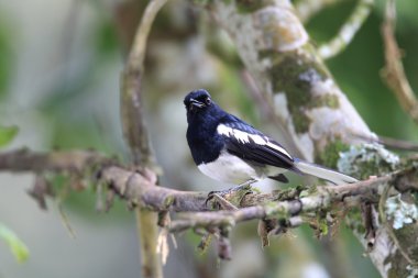 Malezya Oriental Saksağan-Robin (Copsychus saularis)