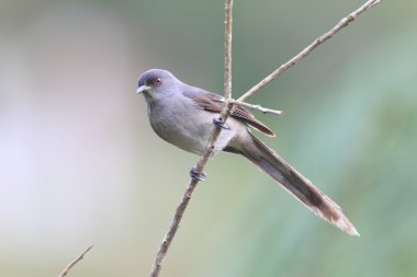 Malezya uzun kuyruklu Sibia (Heterophasia picaoides)
