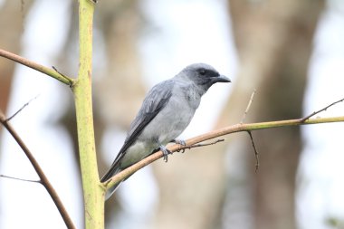 Malezya guguk-örümcek kuşu (coracina javensis) fraser Hill, Malezya
