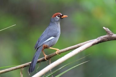 Malezya kestane şapkalı Laughingthrush (Garrulax mitratus)