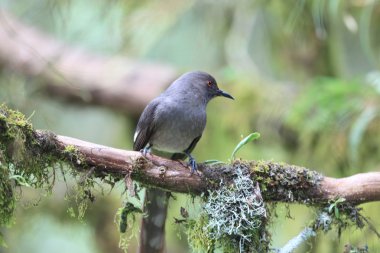 Malezya uzun kuyruklu Sibia (Heterophasia picaoides)
