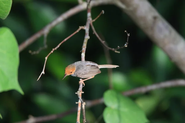 Monika Tailorbird (Orthotomus ruficeps) — Stock fotografie