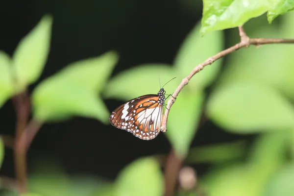 Mariposa tigre de Malasia en Malasia — Foto de Stock