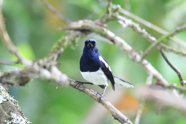 Oriental Magpie-Robin (Copsychus saularis) na Malásia — Fotografia de Stock