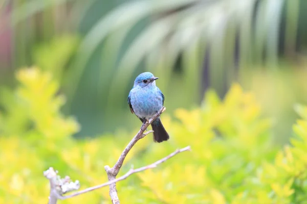 Verditer Flycatcher (Eumyias thalassinus) в Малайзии — стоковое фото