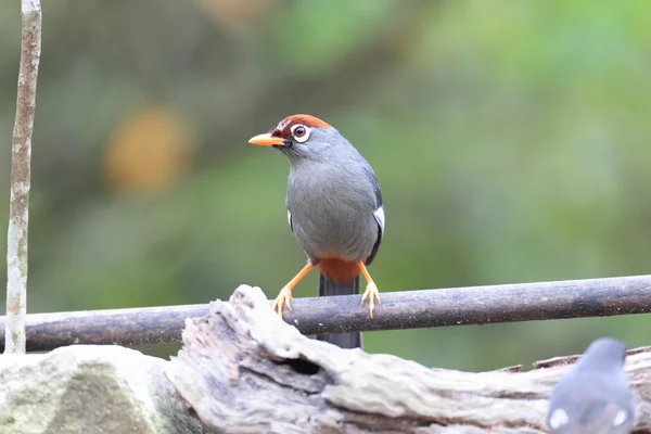 Malezya kestane şapkalı Laughingthrush (Garrulax mitratus) — Stok fotoğraf