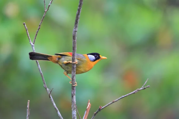 Léiothrix à oreilles argentées (Leiothrix argentauris) ) — Photo