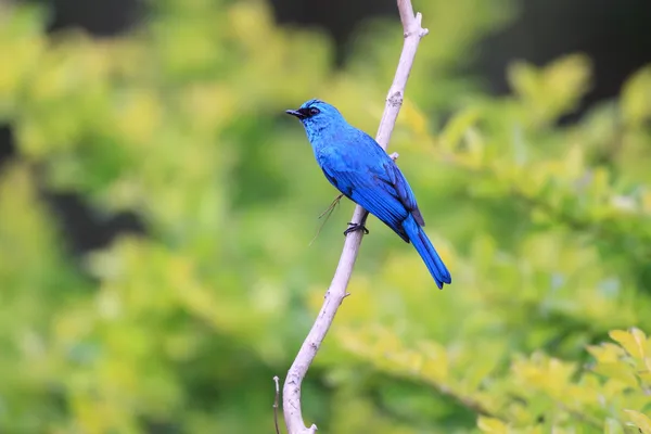 Verditer Flycatcher (Eumyias thalassinus) в Малайзии — стоковое фото