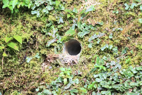 Ninho de aranha Tarantula em Fraser 's Hill, Malásia — Fotografia de Stock