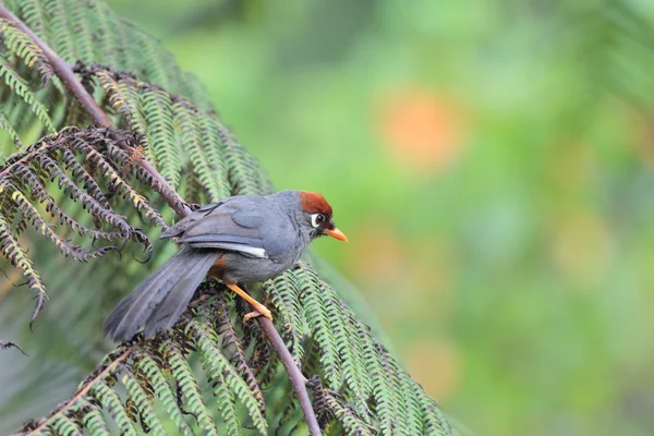 Каштан capped Laughingthrush (Garrulax mitratus) в Малайзії — стокове фото