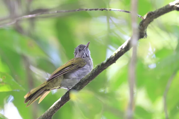 Mountain Bulbul (Ixos mcclellandii) i Malaysia — Stockfoto