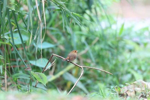 Fågel (Rostbrynad flugsnappare), thailand — Stockfoto