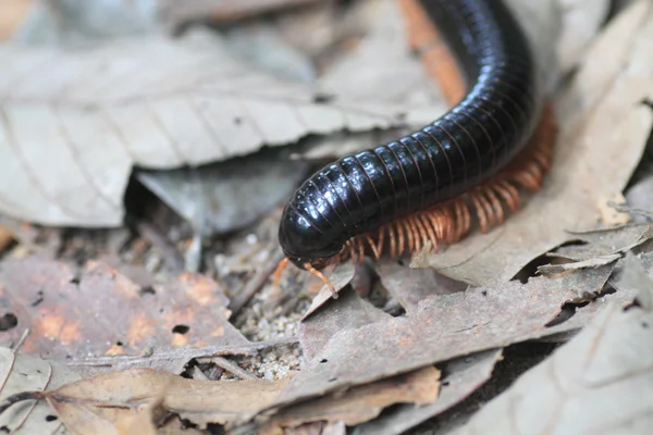 Гігантський Millipede в Малайзії — стокове фото