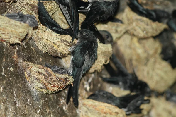 Lesklý Swiftlet (Collocalia esculenta) hnízdí v Malajsii — Stock fotografie