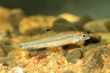 sarcocheilichthys variegatus variegatus, Japonya