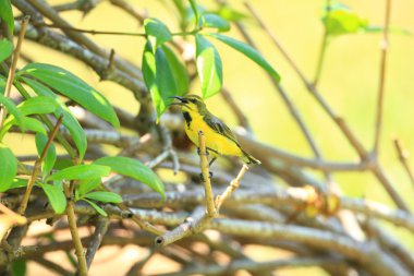 Zeytin-sırt Mozilla (cinnyris jugularis) halmahera, Endonezya kadın