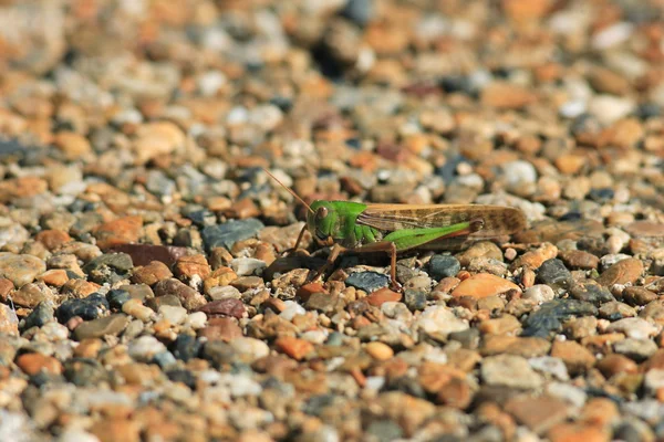 Migratory locust Locusta migratoria in Japan — Stock Photo, Image