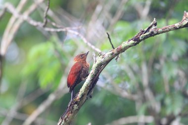 Şeritli ağaçkakan (Picus miniaceus)