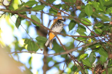 Pul göğüslü bülbül (Pycnonotus squamatus) Malezya
