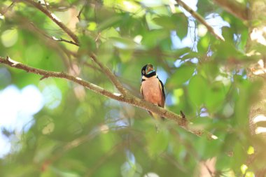 Siyah ve sarı kılıç (Eurylaimus ochromalus) Malezya